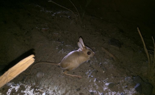 Iğdır’da kanguru faresi görüntülendi