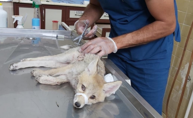 Iğdır’da yaralı halde bulunan yavru tilki tedavi altına alındı