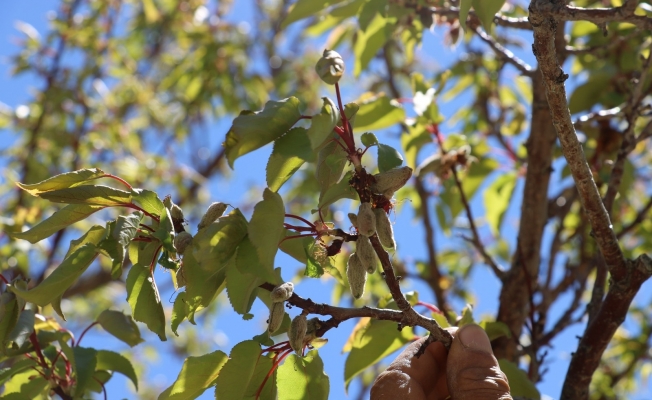İlk defa böyle bir afetle karşılaştılar, zarar büyük