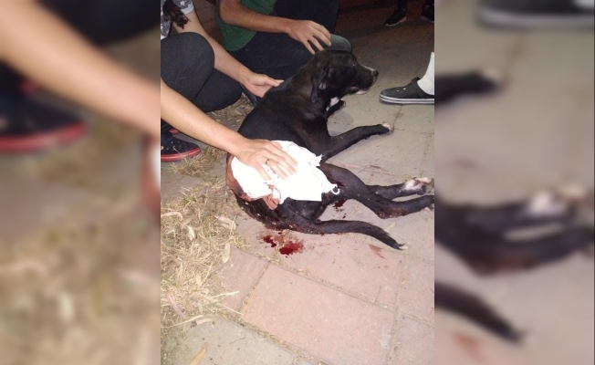 İzmir’de magandalar dehşet saçtı: Tabancadan çıkan mermi köpeğe isabet etti