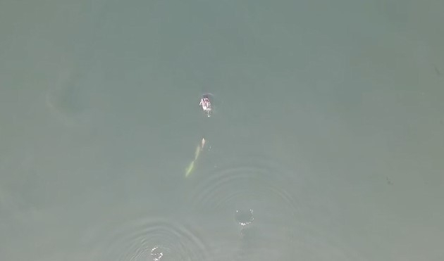 İzmit Körfezi’nde yunuslar havadan görüntülendi