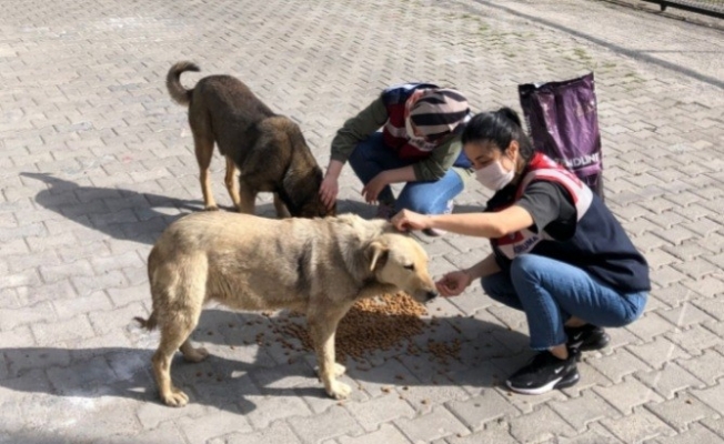 Jandarma sokak hayvanlarını unutmadı