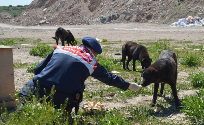 Jandarma yüzlerce sokak hayvanı elleriyle besledi