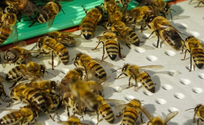 Kafkas arıları tehdit altında