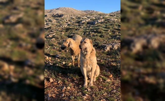 Kangal, sadakati ile şaşkına çevirdi