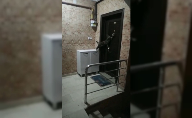 Kapının tokmağını çalan kedi gülümsetiyor