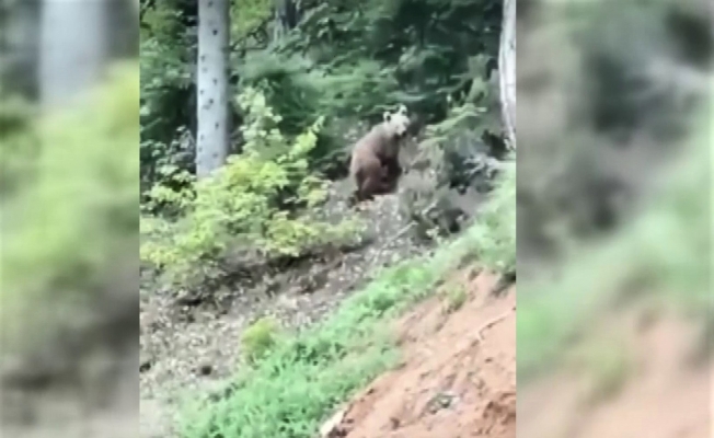 Karşılaştıkları yavru ayıyı evine davet etti