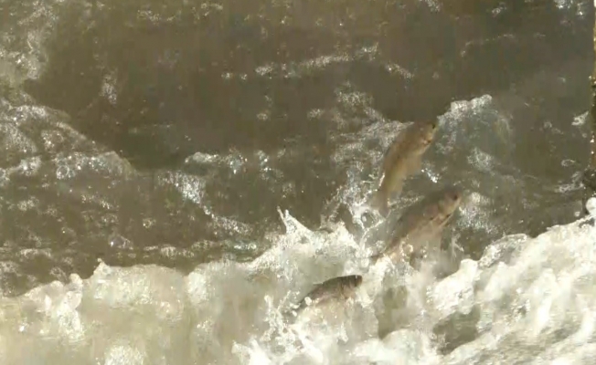 Kars’ta, balıkların ‘ölüm’ göçü başladı