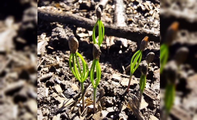 Kastamonu’da yangın sahasında mantar toplamak yasaklandı