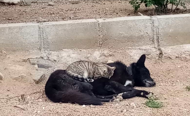 Kedi ile köpeğin gıpta edilen dostluğu