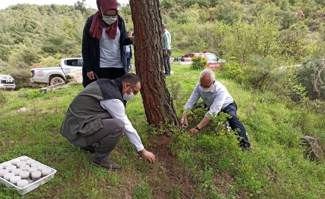 Kestane ağaçlarına zarar veren Gal arılarına karşı biyolojik mücadele