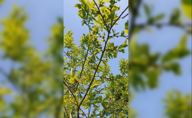 Kestane ağaçlarında gal arısı ile mücadele sürüyor