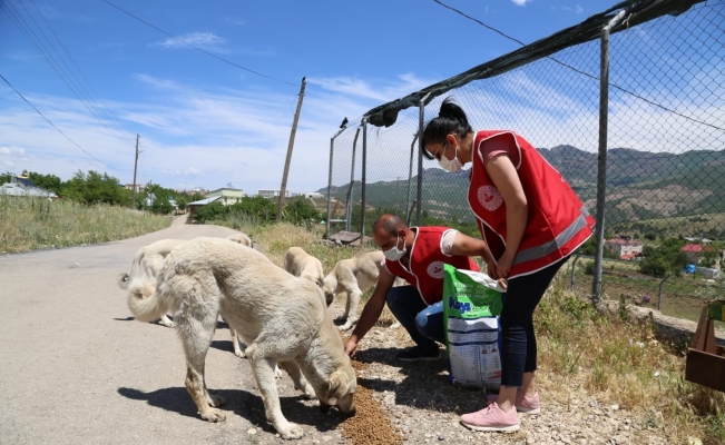 Kısıtlamada sokak hayvanlarına mama ve su desteği