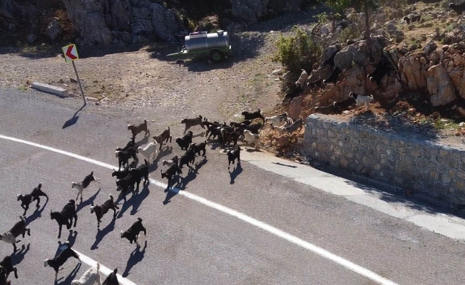Konya’da oğlakların annelerine kavuşması renkli görüntüler oluşturdu