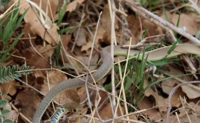 Konya’da ok yılanı fotoğraflandı