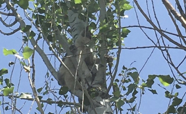 Köpekten kaçarak ağaçta mahsur kalan kedi kurtarıldı