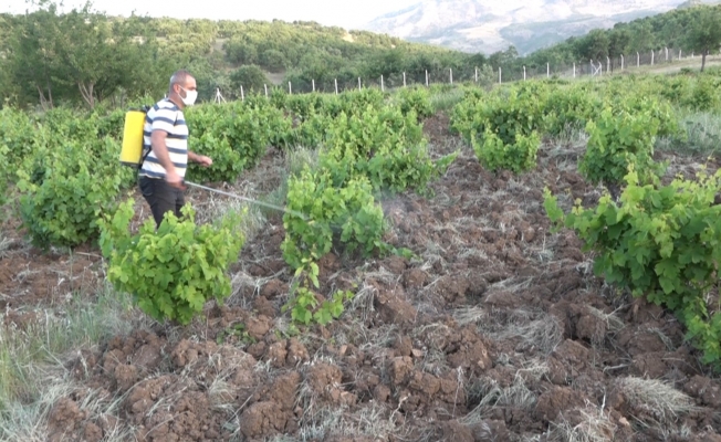 Kulp’ta bağ küllemesine karşı mücadele başladı