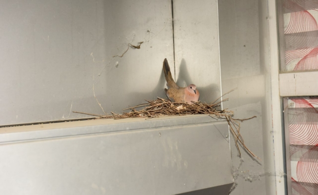 Kumru, aşevi kapısında yuva yaptı