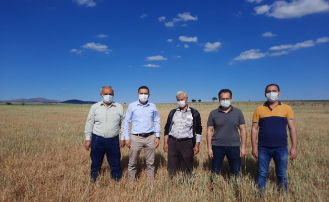 Kuraklık nedeniyle ekinler baş vermeden kurudu