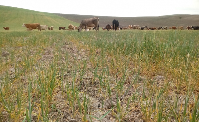 Kuraklık ürünleri yaktı, tarlalar otlak oldu