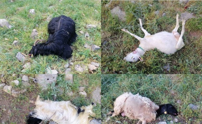 Kurtlar sürüye saldırdı: 21 telef, 35 kayıp