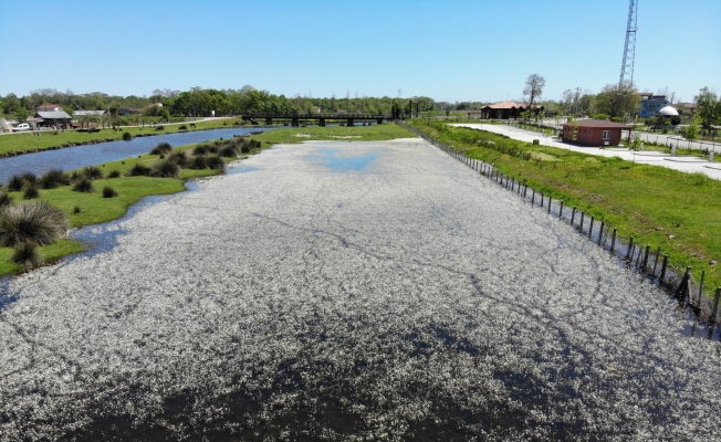 Kuş Cenneti beyaz gelinliğini giydi