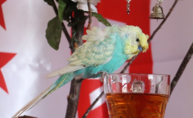 Kuş dile geldi, İsrail’e tepkisini bu sözlerle dile getirdi