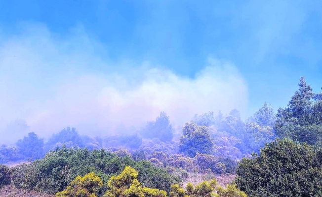 Kuyucak’taki yangında 4 hektar ormanlık alan zarar gördü