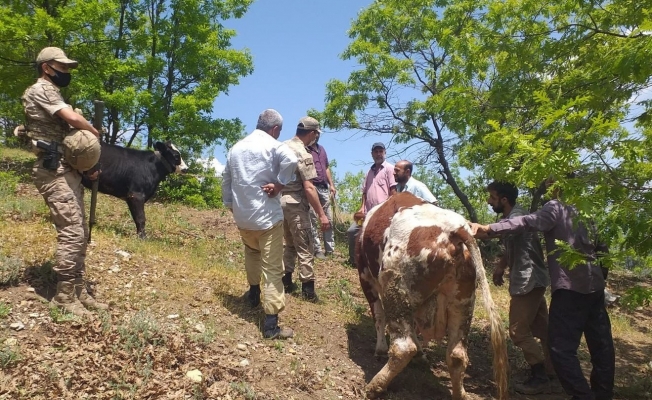 Mahsur kalan ineği jandarma ekipleri kurtardı