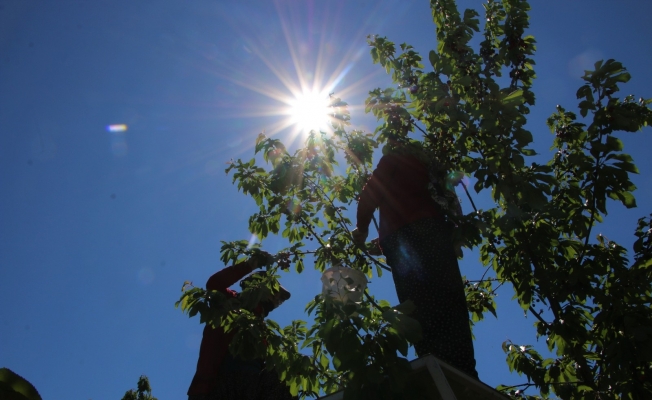 Mevsimlik işçilerden bayramda ‘turfanda kirazı’ hasadı
