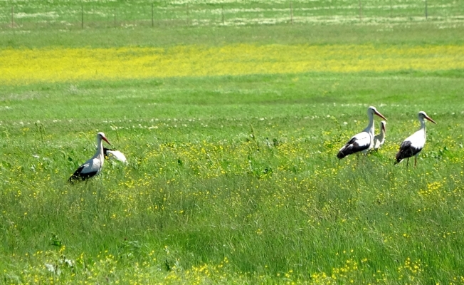 Muş Ovası’nda leyleklerin görsel şöleni