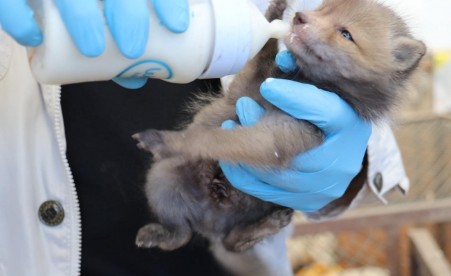 Öksüz kalan 4 tilki yavrusu emin ellerde