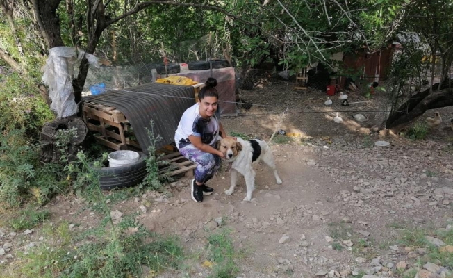 Ölüme terk edilen köpeklere mahalleli sahip çıktı
