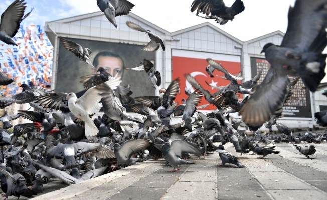 Osmangazi’de aç kalan güvercinler beslendi