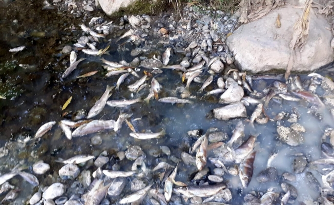 Osmaniye’de toplu balık ölümleri tedirginliğe yol açtı