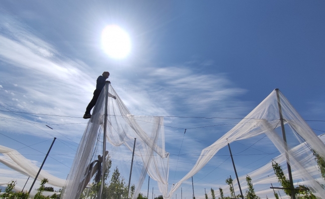 (Özel) Bu ağlar balık için değil, en kaliteli ürünleri doludan korumak için