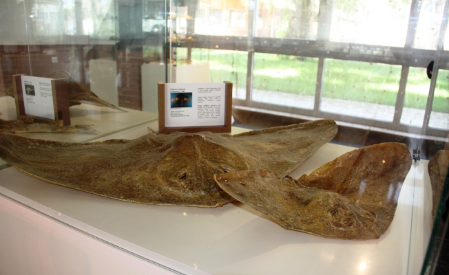 Çukurova’nın ilk deniz canlıları müzesi Mersin’de açılıyor