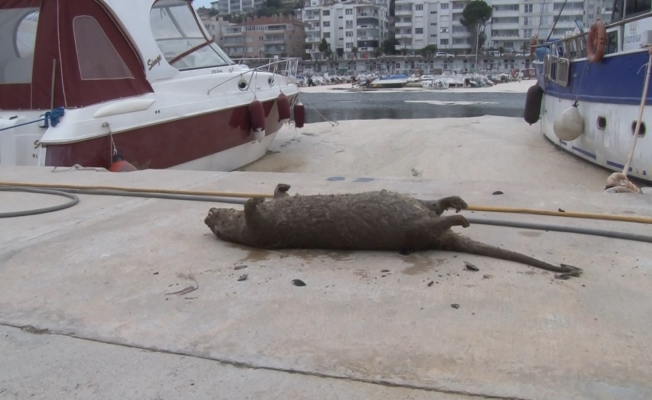 (Özel) Deniz salyaları canlıların sonu oluyor...Balıklardan sonra şimdi de su samuru vurdu
