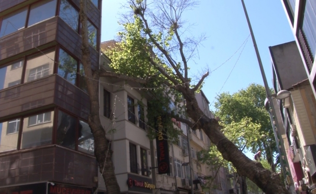(Özel) Kartal’da asırlık ağaç iş yerinin çatısına devrildi