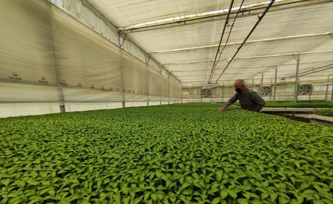 (Özel) Milyonlarca sebze fidesi elde kaldı