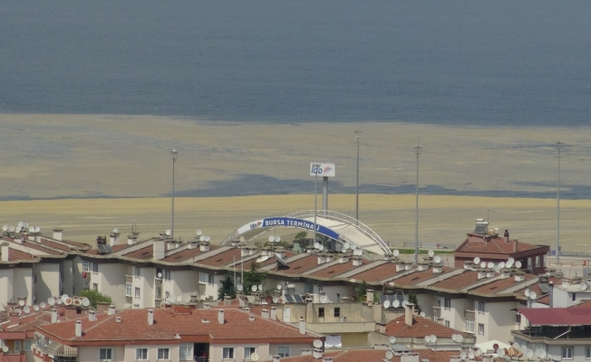 (Özel) Mudanya Sahilleri de deniz salyası ile kaplandı