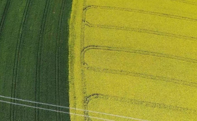 (Özel) Tekirdağ’da ‘Sarı bahar’