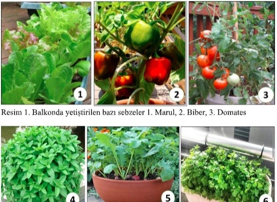 Pandemide balkon sebzeciliği psikolojiyi düzeltiyor