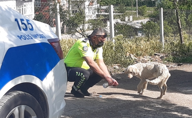 Polis, kendi suyunu sıcaktan bunalan köpeğe eliyle içirdi