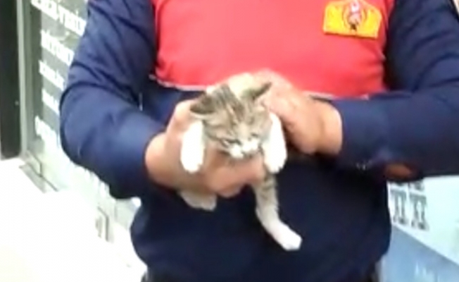Reklam tabelasının içinden çıkamayan yavru kedi kurtarıldı
