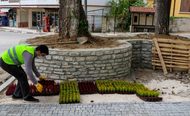 Safranbolu Belediyesi’nin yetiştirdiği çiçekler toprakla buluştu