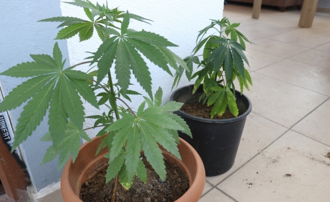 Saksılarda uyuşturucu yetiştiren yabancı uyruklu şahsa suç üstü