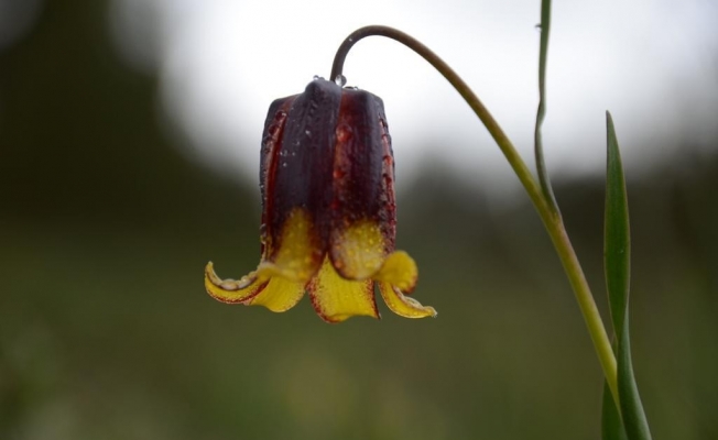 Sarıkamış yaylaları görenleri hayran bırakıyor