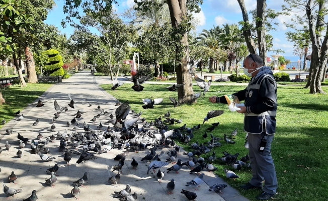 Sinop’ta aç kalan güvercinleri polisler besledi