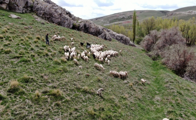 Sivas’ta ilkbaharın gelmesiyle yeşile bürünen meralar koyunlarla buluştu